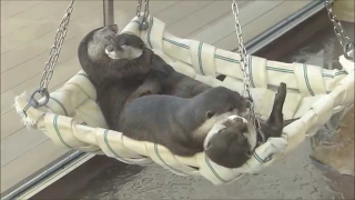 Hey, Want to Pretend You're One of These Otters Cuddling in a Hammock?